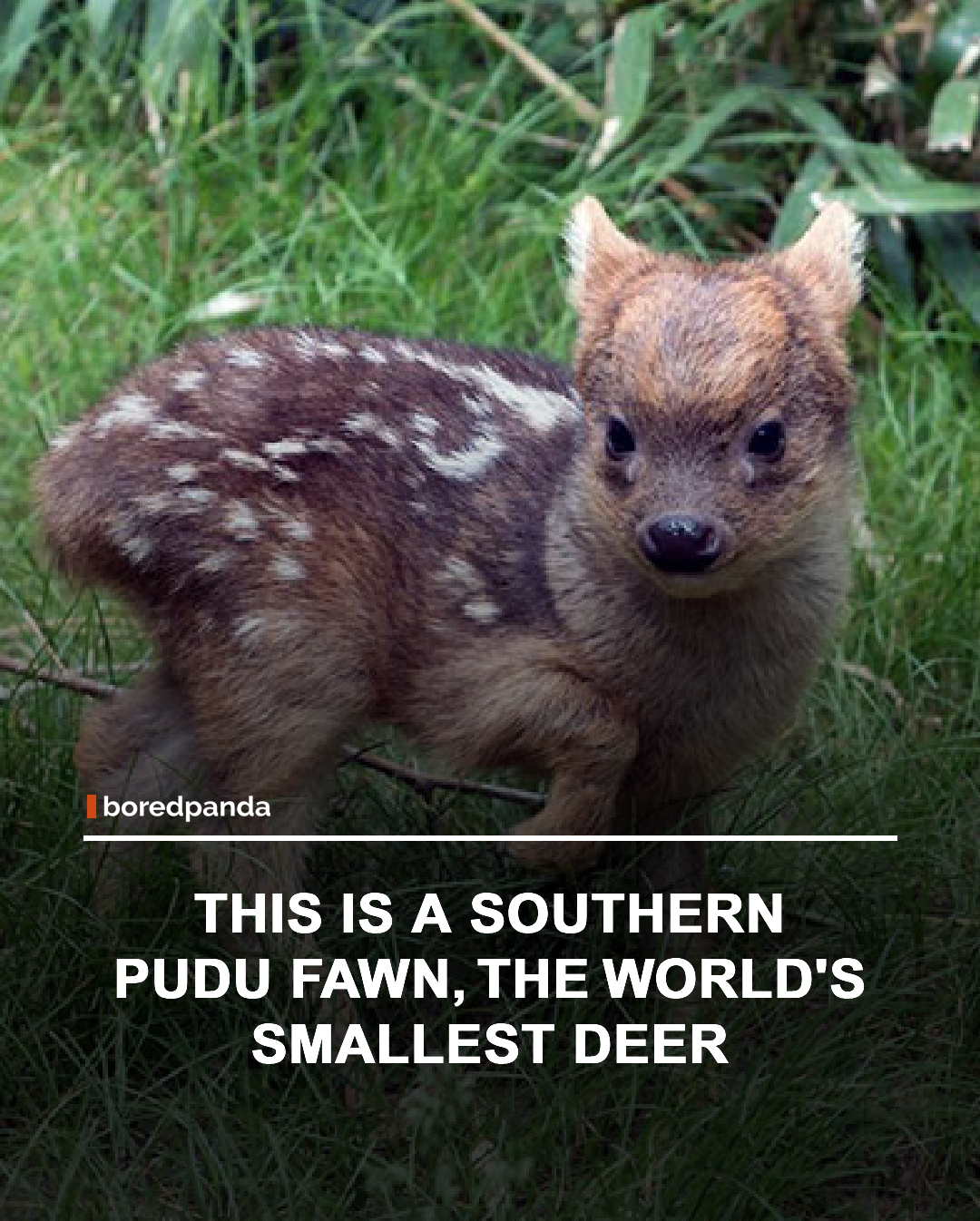 The Southern Pudu is the smallest deer species in the world, and its fawns are even more adorable than you might imagine. Native to the forests of Chile and Argentina, these tiny deer are born with spotted coats that help them blend into their surroundings. 🦌✨



Standing only about 30 to 40 centimeters (12 to 16 inches) tall when fully grown, Southern Pudus are remarkably small compared to other deer species. Their shy nature and compact size make them one of the most unique and fascinating animals in the world. 🌿🤎





#animals #pudufawn