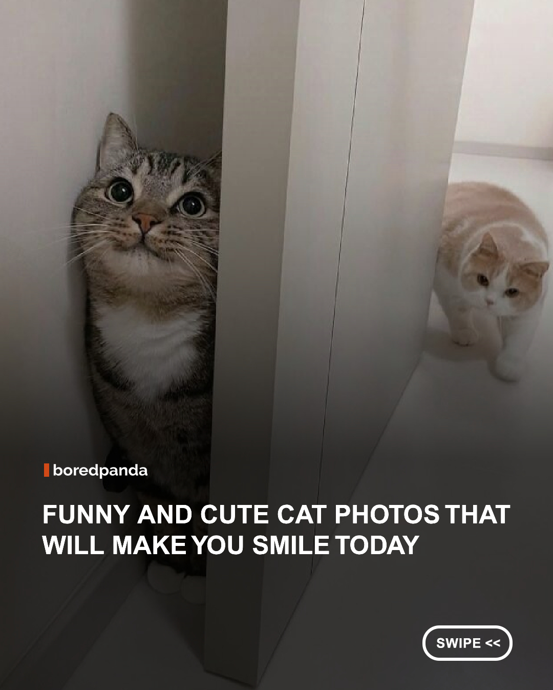 Cats never run out of ways to entertain us. Whether they’re getting into trouble, posing like tiny royalty, or looking completely baffled for absolutely no reason, they always know how to steal the show. 





#Cats #funny #animals