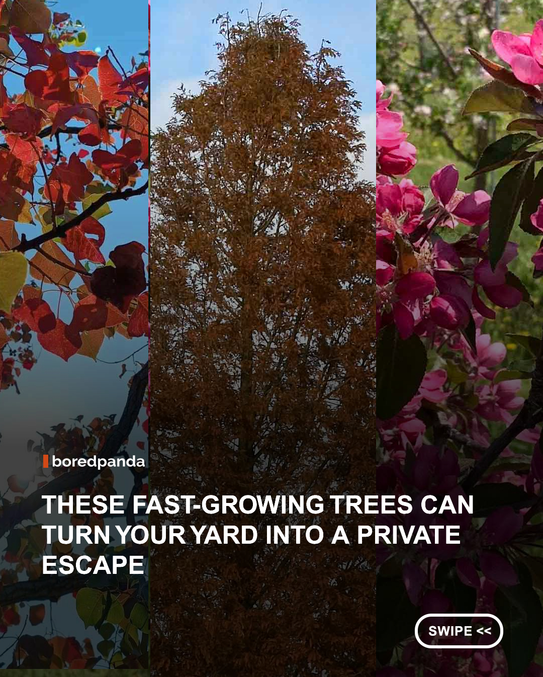 These Trees Can Give You Backyard Privacy Faster Than You’d Expect #Gardening #trees