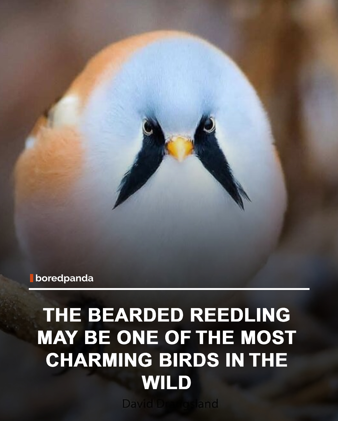 The Bearded Reedling is one of the most distinctive little birds found in wetland reedbeds. With its round body, long tail, and soft cinnamon coloring, it already stands out, but the adult male is especially striking thanks to the dramatic black markings on his face that look like a tiny handlebar mustache. Despite the nickname “Bearded Tit,” this bird isn’t actually a tit at all. In fact, genetic research showed it’s the only surviving member of its own unique bird family. 🐦 





#birds #rarebirds #thebreardedreedling