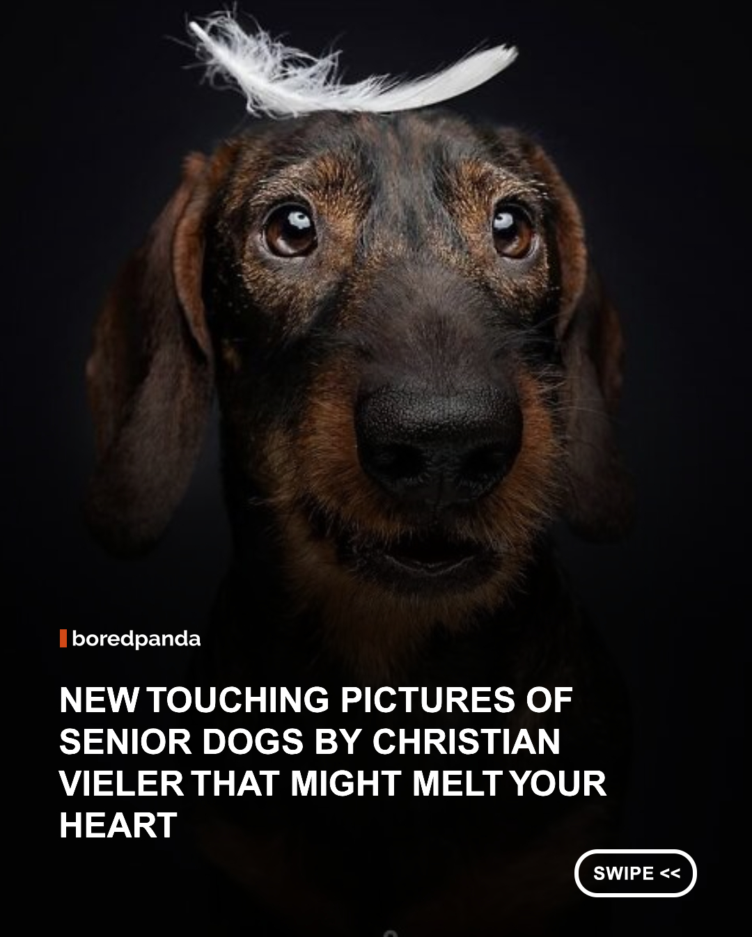 While puppies tend to dominate adoption campaigns and social media feeds, older dogs remain one of the least adopted groups in shelters. Age often works against them, despite the fact that senior dogs are typically calmer, well-socialized, and just as capable of forming deep bonds with people. Photographer Christian Vieler set out to challenge these perceptions through a portrait series that places aging dogs at the center of attention. #dogs #animals #wholesome #christianvieler 