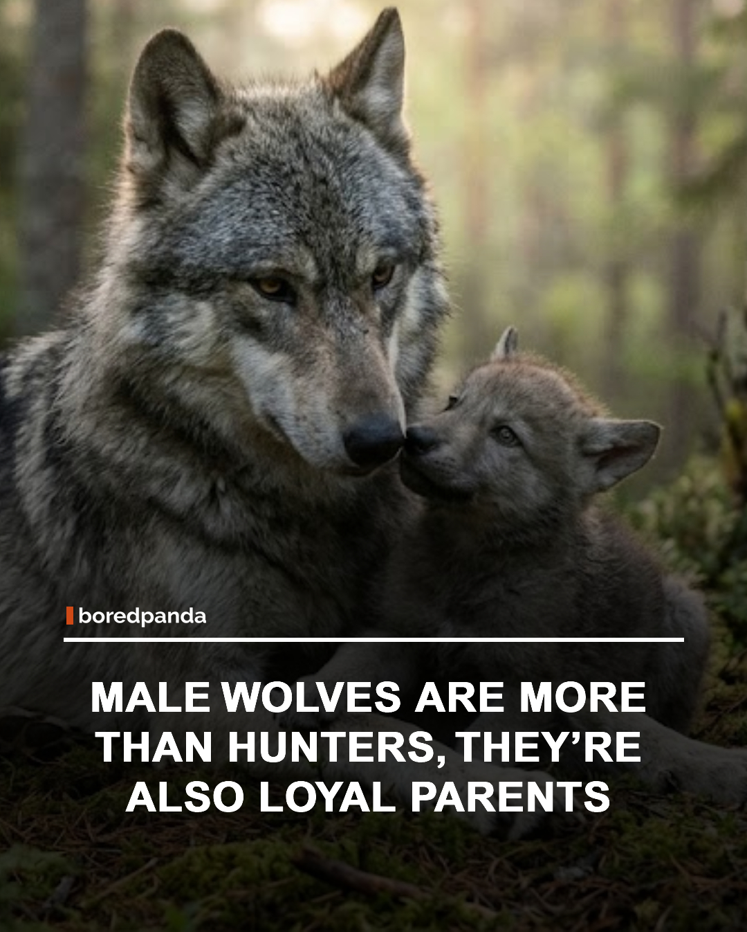 Wolves may be known as fierce predators, but they’re also deeply devoted to their families. Male wolves help feed pregnant mates, bring food back after the pups are born, guard the den, protect their young, and later teach them survival skills. Their role is so important that the father’s support can make a major difference in whether the pups survive, showing that wolves are not only strong hunters, but also loyal and caring parents.