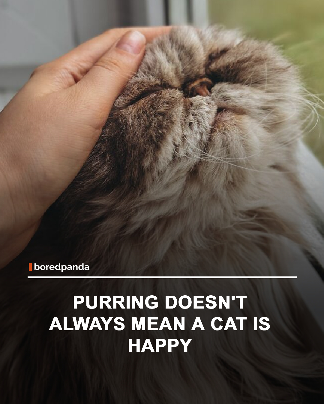 Cats don’t only purr when they’re happy. While purring is often linked to comfort and contentment, cats may also do it when they’re frightened, stressed, injured, giving birth, or recovering from illness. Researchers believe purring can act as a self-soothing mechanism, helping cats calm themselves in difficult situations. Some scientists have even suggested that the low-frequency vibrations of a purr may support healing, though that theory is still being studied. So while a purring cat is often a happy one, it’s not always that simple.