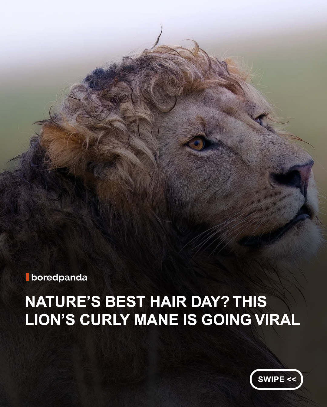 Nzuri, a young male lion from Kenya’s Masai Mara, has become an internet sensation thanks to his extraordinary curly mane. Unlike the straighter manes typically seen on lions, his soft waves are thought to be the result of a unique combination of genetics, humidity, and the way his mane dried after rainfall. Captured by wildlife photographer Kambiz Pourghanad, Nzuri’s striking appearance has earned him the nickname "The King of Curls," with many joking that he has better hair than most people. 



📸: Kambiz Cameo Pourghanad