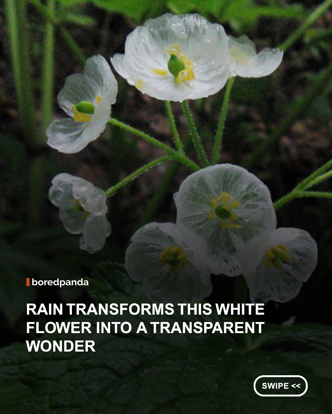 The Skeleton Flower (Diphylleia grayi) is a rare woodland plant native to the cool, mountainous forests of Japan, China, and the eastern United States. Its delicate white petals undergo an extraordinary transformation when they become wet, turning almost completely transparent before returning to their original white color as they dry. This remarkable effect is caused by the way water changes how light passes through the petals, making the flower one of nature’s most enchanting botanical wonders. 🌸💧#flowers #didyouknow #skeletonflower