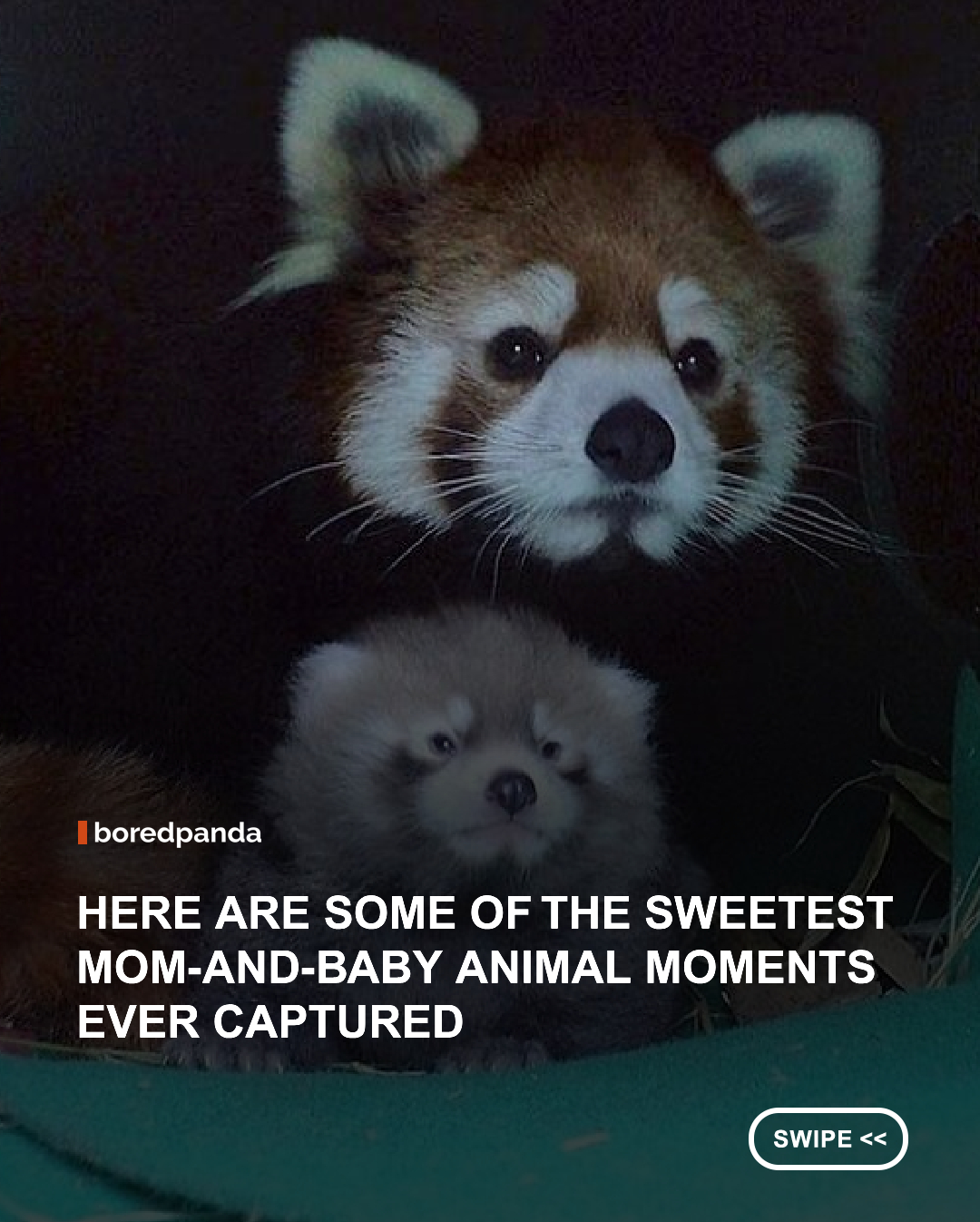 Whether they're snuggling, exploring the world for the first time, or simply staying close, these mother-and-baby animal photos are a beautiful reminder that love and protection are universal. These heart-melting moments are guaranteed to brighten your day. 🥹✨ #animals #babyanimals