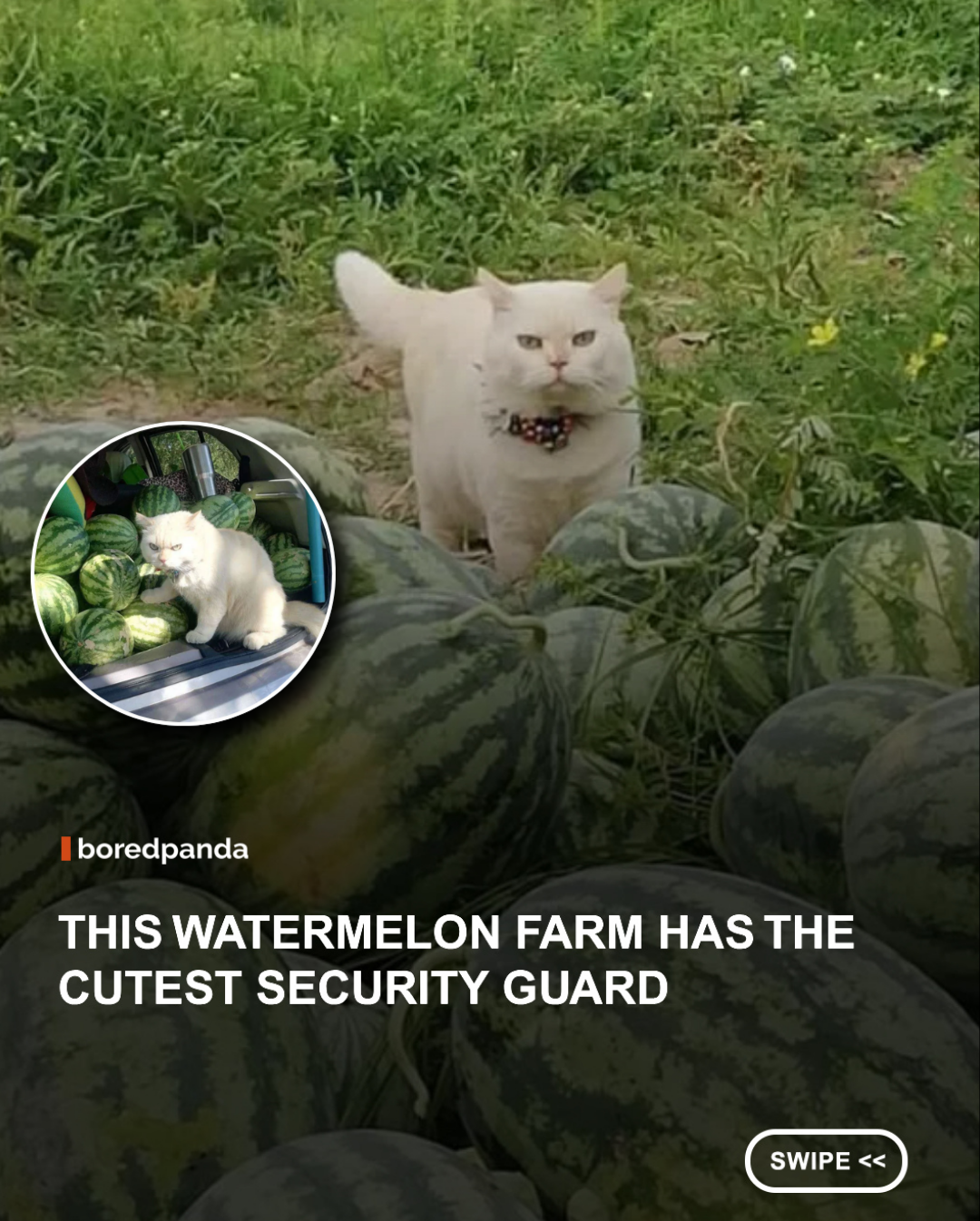 Pearl, whose Thai name is Kaimook, has become an internet sensation for his unusual job: supervising a family watermelon farm in Thailand. Every day, he rides to the farm, settles into his tiny chair, and keeps a watchful eye on the harvest with his signature grumpy expression. While he looks like he means serious business, his owner says Pearl is actually a gentle, affectionate cat who simply enjoys spending time at the farm. His adorable "manager" routine has won the hearts of millions online, proving that every workplace is better with a feline supervisor. 🍉🐱💚 #animals #cats #pearl
