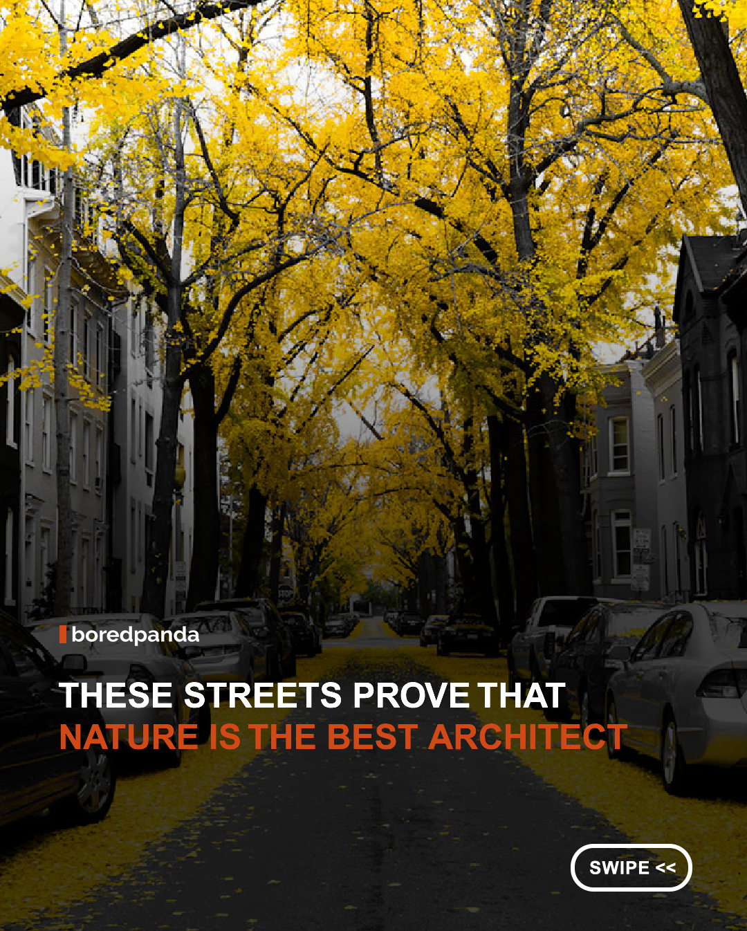 Some streets are simply roads, while others become unforgettable destinations. From colorful blossom canopies and towering tree tunnels to flower-covered walkways, these breathtaking streets transform everyday walks into magical experiences. Whether bursting with spring blooms or shaded by centuries-old trees, they show how nature can turn even the simplest path into a work of art. 🌸🌳✨ #streets #flowers #beautifulplaces