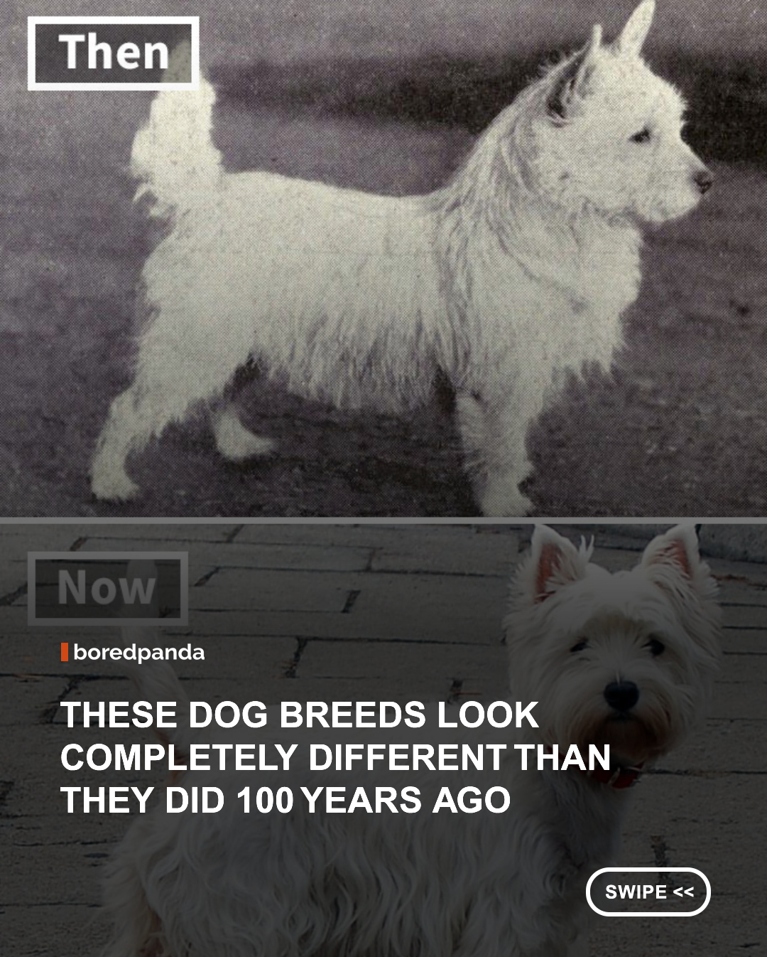 Dogs have been around humans for over 30,000 years and have earned themselves the title of humans’ best friends. Since being domesticated, the species has undergone dramatic changes due to selective breeding. People have bred dogs for their advantage, sometimes causing the animals severe health problems. However, only in the 20th century did the selective breeding of dogs become more sophisticated as new methods were discovered. #dogs #dogbreeds #animals