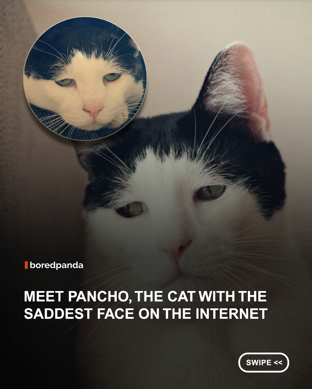 Pancho, a rescue cat from Japan, has become an internet favorite thanks to his permanently droopy eyes and irresistibly gloomy expression. Despite looking like he's having the worst day of his life, his owner says Pancho is actually a happy, affectionate, and very spoiled cat who gets along with everyone. His signature "sad face" is simply the result of his naturally droopy eyes, proving that appearances can be wonderfully misleading. 😿❤️



#cats #pancho #sadcat #animals
