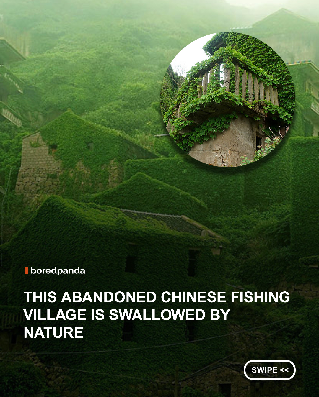 Once a thriving fishing village on Goqi Island in China's Shengsi Archipelago, this quiet settlement now stands almost entirely covered in lush green vines. As residents gradually moved away in search of better opportunities, nature slowly reclaimed the empty homes, transforming the abandoned streets into a breathtaking landscape that feels more like a fantasy than reality. Today, the ivy-covered village has become a striking reminder of nature's ability to heal, transform, and quietly take back what was once its own. 🌿 





#Nature #china #abandoned #Shengsi #GoqiIsland 