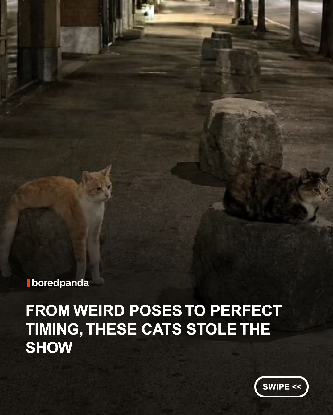 Cats have a special talent for turning even the most ordinary moments into something funny, dramatic, or unexpectedly adorable. Whether they’re judging us from across the room, squeezing into places they definitely don’t fit, or acting like they own the entire house, their everyday behavior never seems to run out of entertainment value. #cats #animals