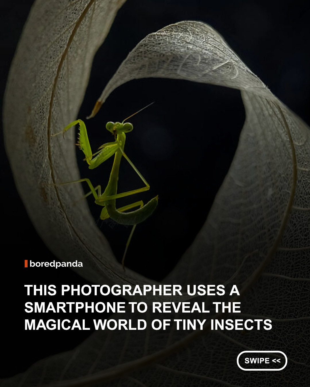 Macro photography has a way of making the familiar feel completely new, especially when the subject is something most of us would barely notice in passing. Indonesian photographer Hielmy Arrasyid, based in Lombok, uses his camera to slow the world down and reveal the tiny details hiding on leaves, flowers, mushrooms, and branches
