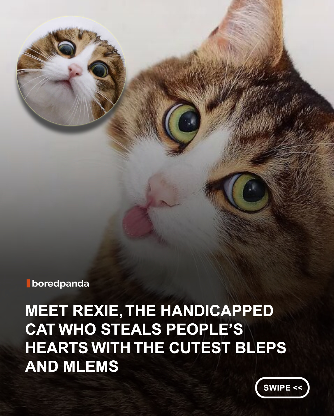 Rexie isn’t just any cat—he’s a little guy with a big personality. Even though his back legs don’t work, that doesn’t slow him down one bit. He runs, plays, and lives life just like any other cat. But what really makes Rexie special is his face—he has the most expressive looks you’ve ever seen. From excitement to pure sass, his emotions are written all over him. #cats #rexie #rexiethecat