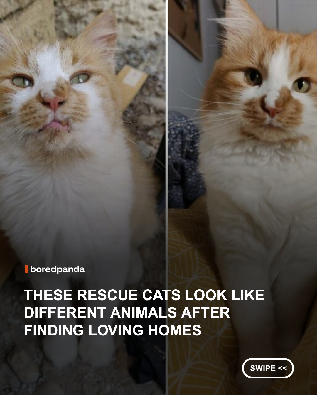 Every rescued cat has a story, and these photos show just how much a loving home can change a life. 🐱❤️

Which rescue cat's transformation is your favorite? 🥹



#animals #cats #rescuedcats