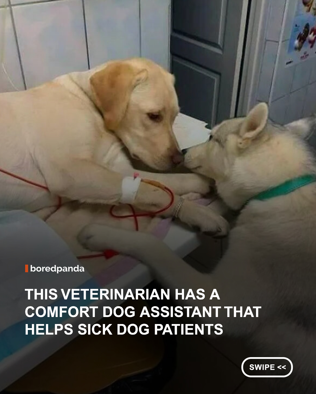 A visit to the vet can be stressful, but one special assistant is making it a little easier. 🐶❤️

Meet the comfort dog whose job is to help nervous patients feel safe before, during, and after their appointments. With gentle cuddles, a calming presence, and plenty of love, this four-legged helper reminds every dog that they're not facing it alone.