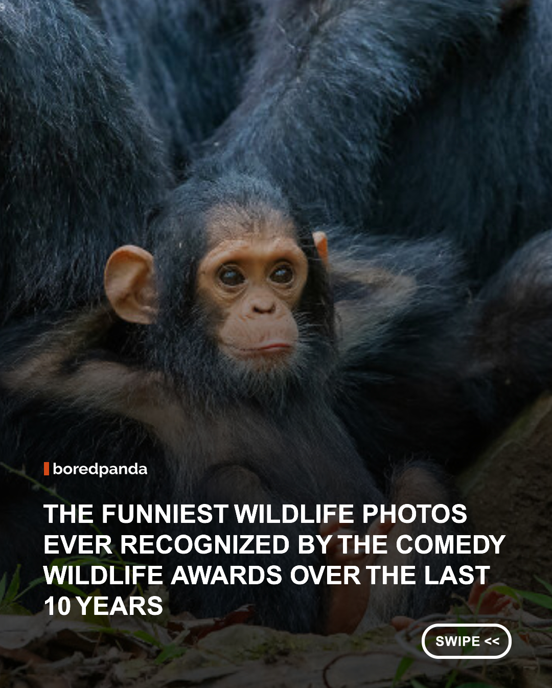 Wildlife photography is often associated with breathtaking landscapes and majestic animals, but every now and then, nature shows its funnier side. For more than a decade, the Nikon Comedy Wildlife Awards have celebrated those perfectly timed moments that capture animals in hilarious, unexpected situations – all while reminding us why protecting wildlife matters.