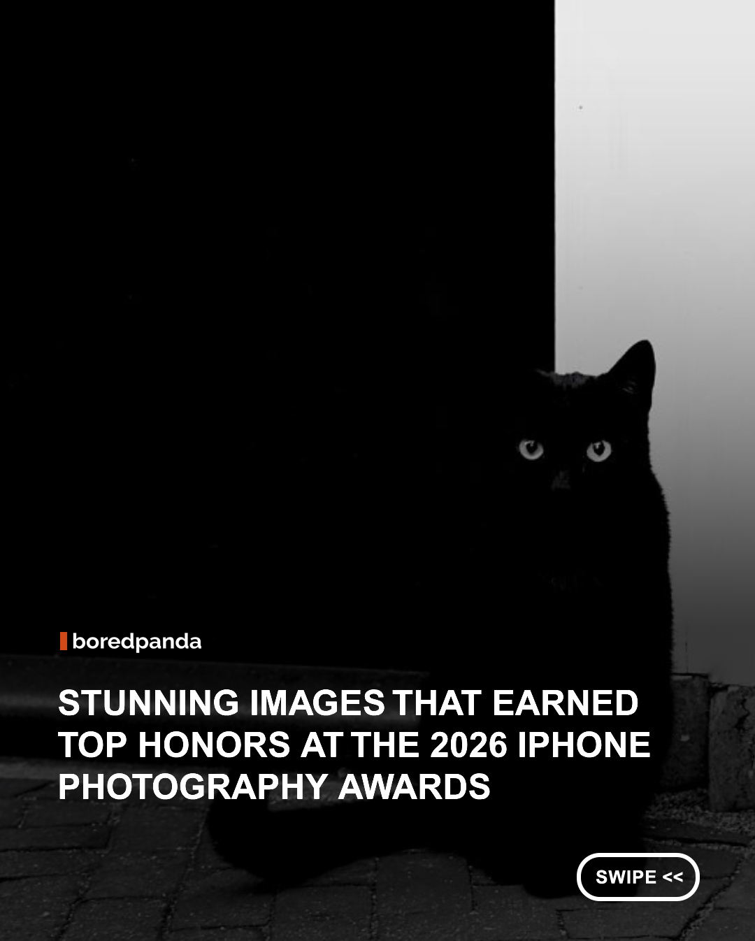 When the iPhone Photography Awards (IPPAwards) were launched in 2007, smartphone photography was still in its infancy. Nearly two decades later, the competition has become one of the world's longest-running and most respected mobile photography awards, attracting thousands of submissions each year from photographers across the globe.
