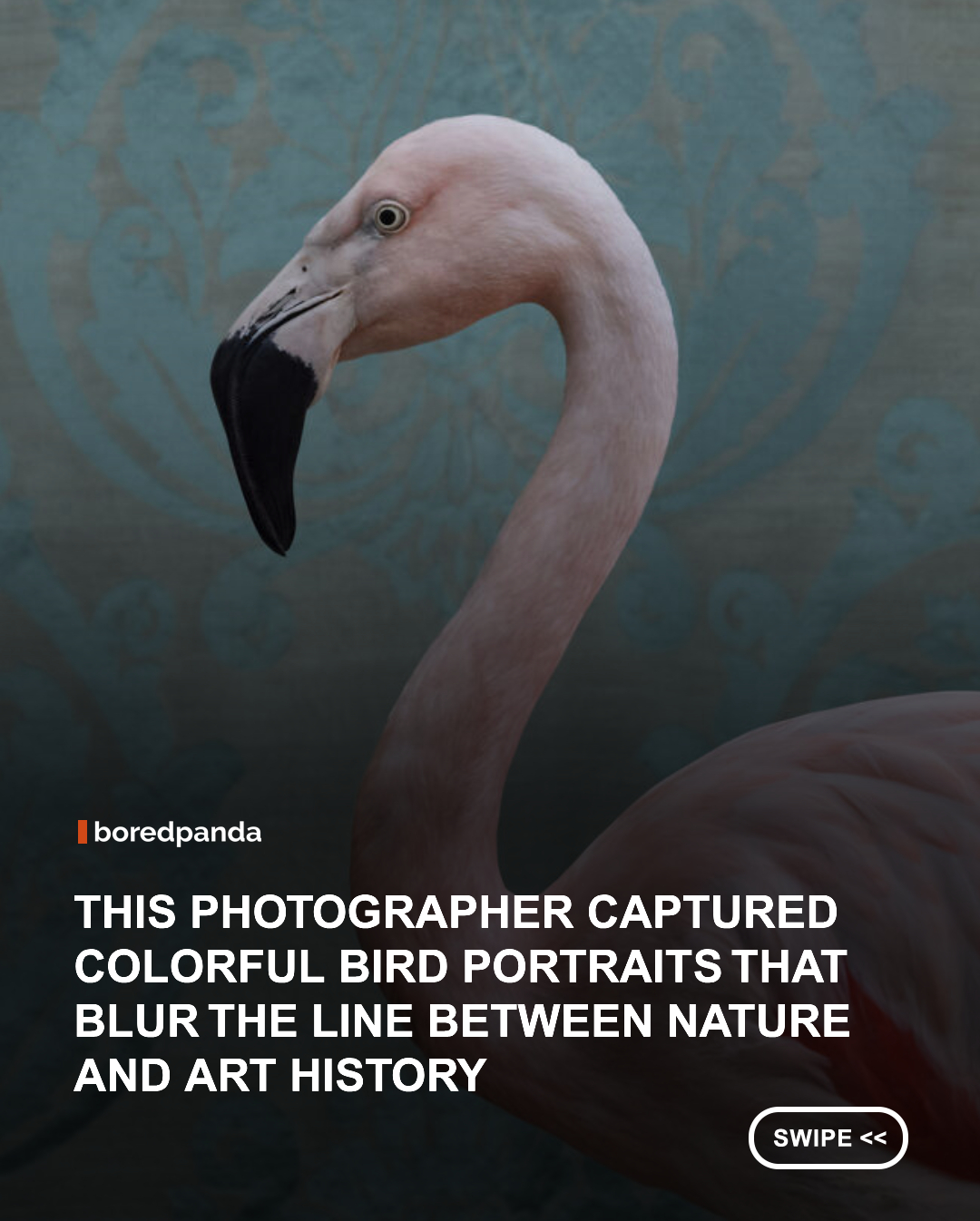 Claire Rosen is an award-winning fine art photographer whose work explores the intersection of art, history, and nature, often blending live animals with richly detailed, fantastical settings. Her signature style is influenced by classical painting, children’s illustration, natural history, and Victorian-era aesthetics, resulting in images that feel both whimsical and carefully composed.