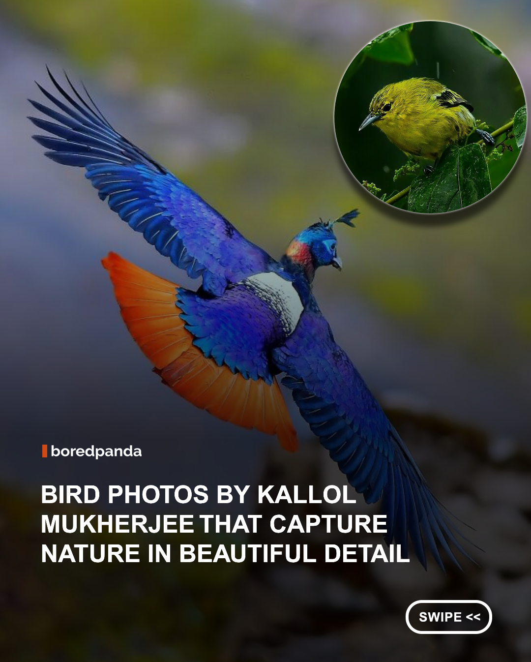 Kallol Mukherjee is a professional nature and wildlife photographer from Singur, West Bengal, India. With more than 20 years of experience, he is a Nikon India Influencer and has been associated with WWF as a photographer for over a decade. His work focuses on documenting wildlife behaviour and promoting nature conservation through compelling visual storytelling. His photographs have earned more than 75+ international awards and have been featured in over 250 national and international publications worldwide