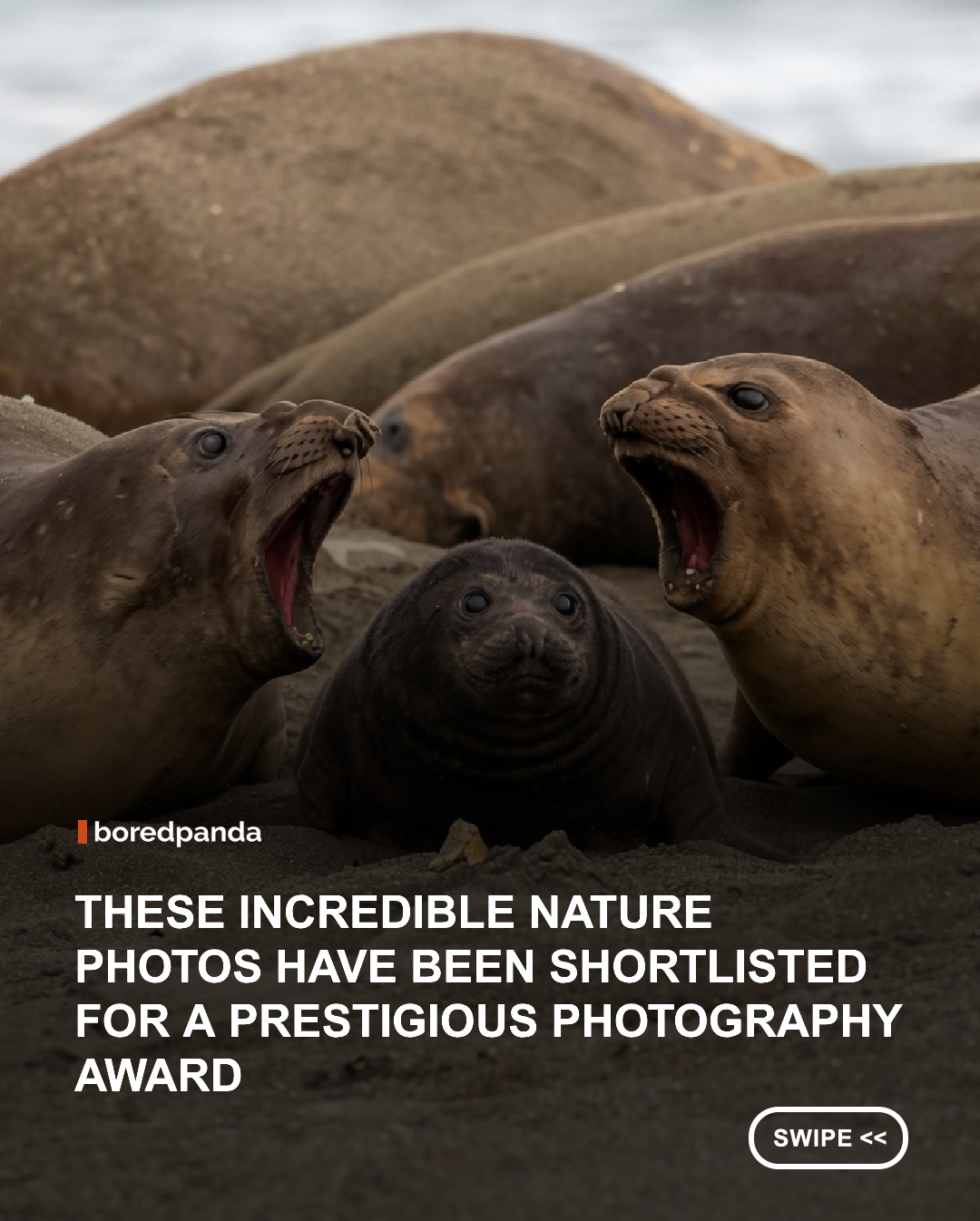 The Australian Geographic Nature Photographer of the Year celebrates the breathtaking landscapes, wildlife, and natural wonders of Australia, New Zealand, Antarctica, and New Guinea, an extraordinary region whose natural history stretches back more than 80 million years to the ancient supercontinent of Gondwana.

