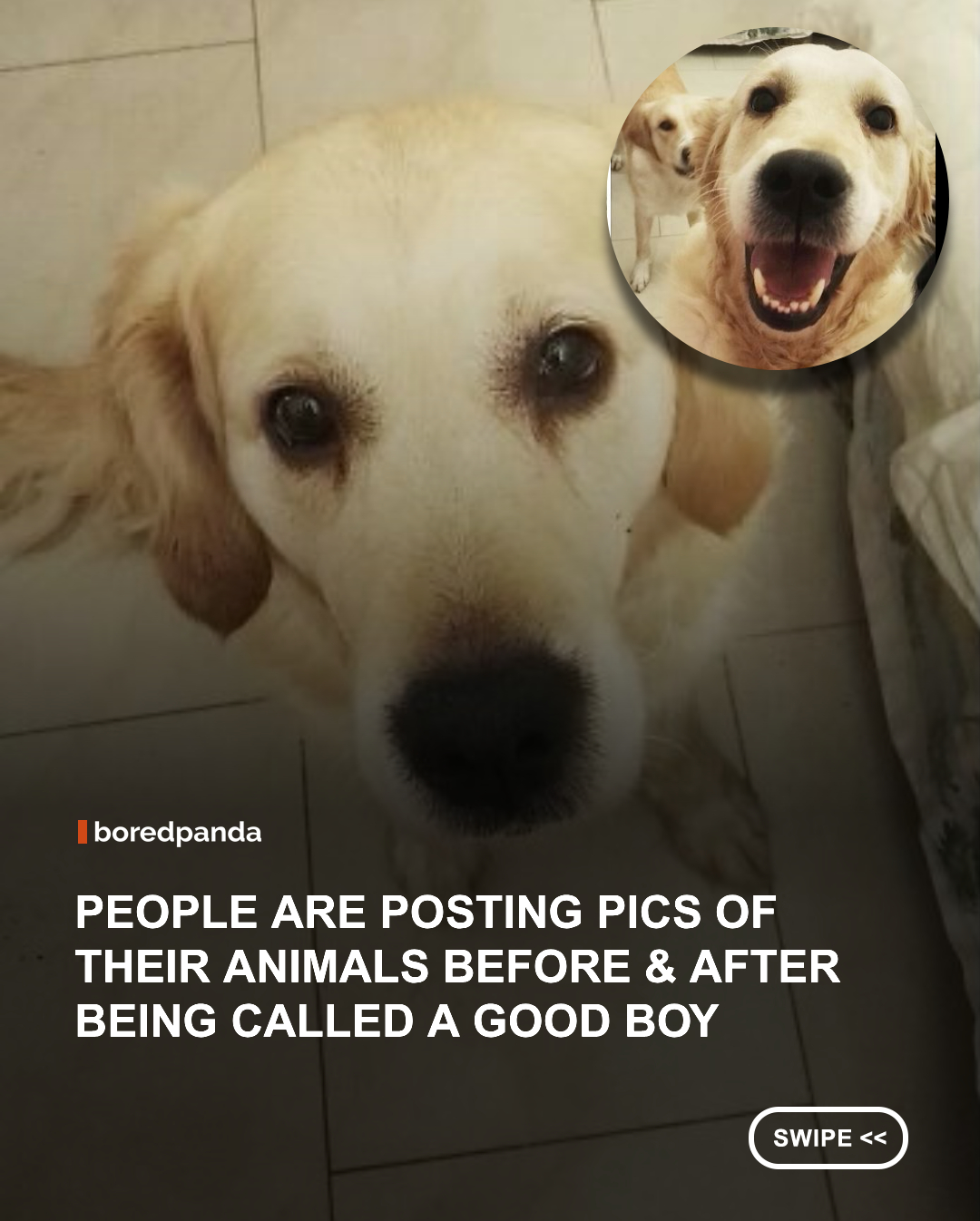 While your dog may be jumping for joy after hearing you say something kind to it, the felines COULDN’T. CARE. LESS.

