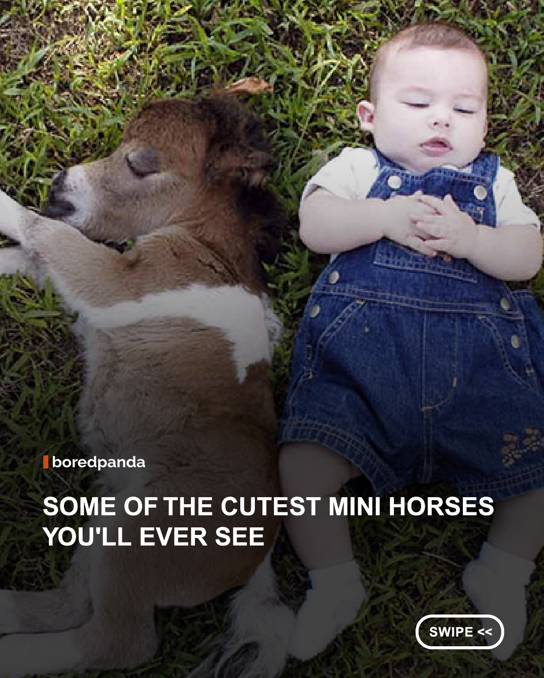 Miniature horses may be small in size, but they're overflowing with personality. Standing no taller than 38 inches at the withers, these pint-sized equines have been charming people for centuries with their gentle nature, intelligence, and irresistible looks. Despite their tiny stature, they're not ponies. Miniature horses are bred to have the same proportions as full-sized horses, just in a much smaller package.