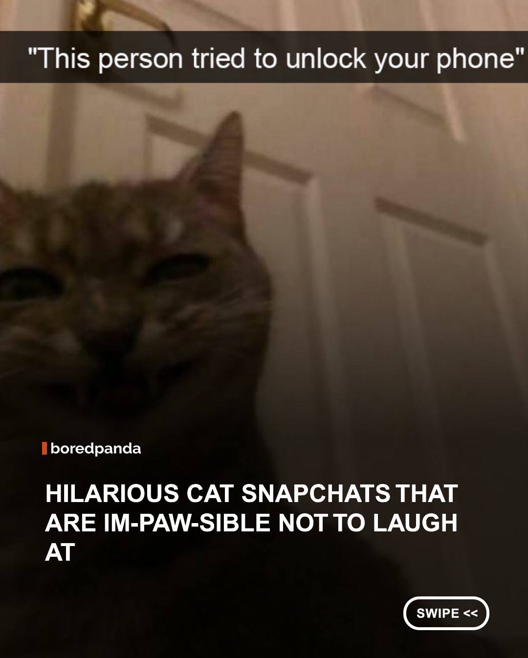 If you're having a bad day then these paw-sitively funny collection of Snapchats (or should that be Snapcats?) will have you "feline" fine in no time. #cats #animals #funny