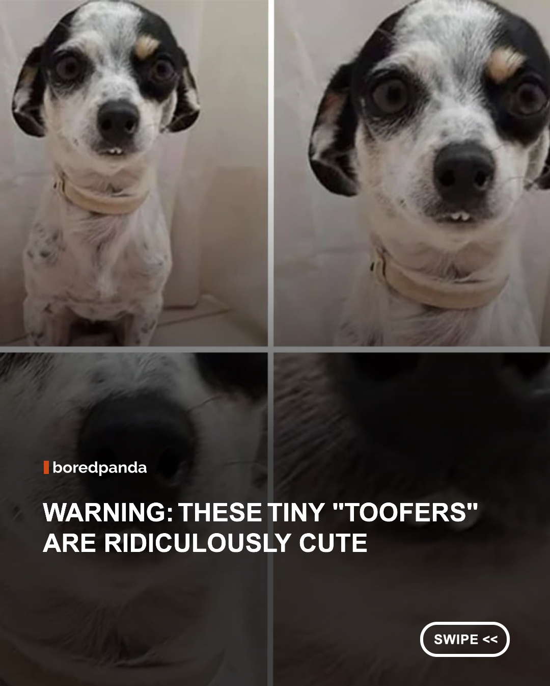 Sometimes all it takes is the perfect angle for a dog to flash the funniest little smile. From tiny "toofers" peeking out beneath floppy lips to hilariously dramatic grins, these lovable pups prove that even the silliest expressions can melt hearts and brighten your day. #dogs #animals #funny