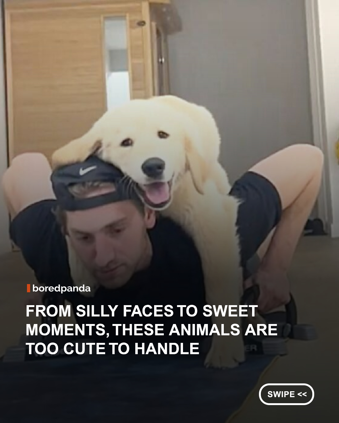 Some days, all you need is a little reminder that the world is still full of joy, and animals never disappoint. From hilarious expressions to heart-melting moments, these adorable pets are guaranteed to leave you smiling. Which one stole your heart? 🐾❤️