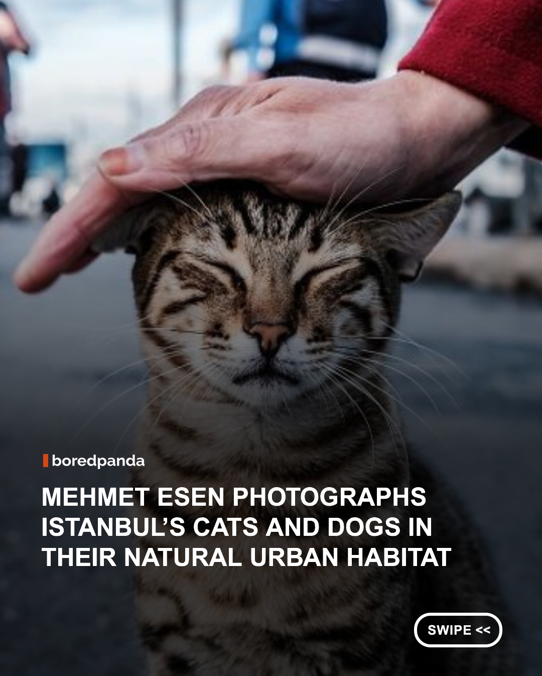 Busy streets are filled with fleeting moments that most passersby never notice. Photographer Mehmet Esen, better known as RangefinderX, has developed a sharp eye for finding them, especially when cats and dogs unexpectedly become the main characters. His photographs range from intimate animal portraits to wider street scenes in which people, architecture, and everyday movement become part of the story.