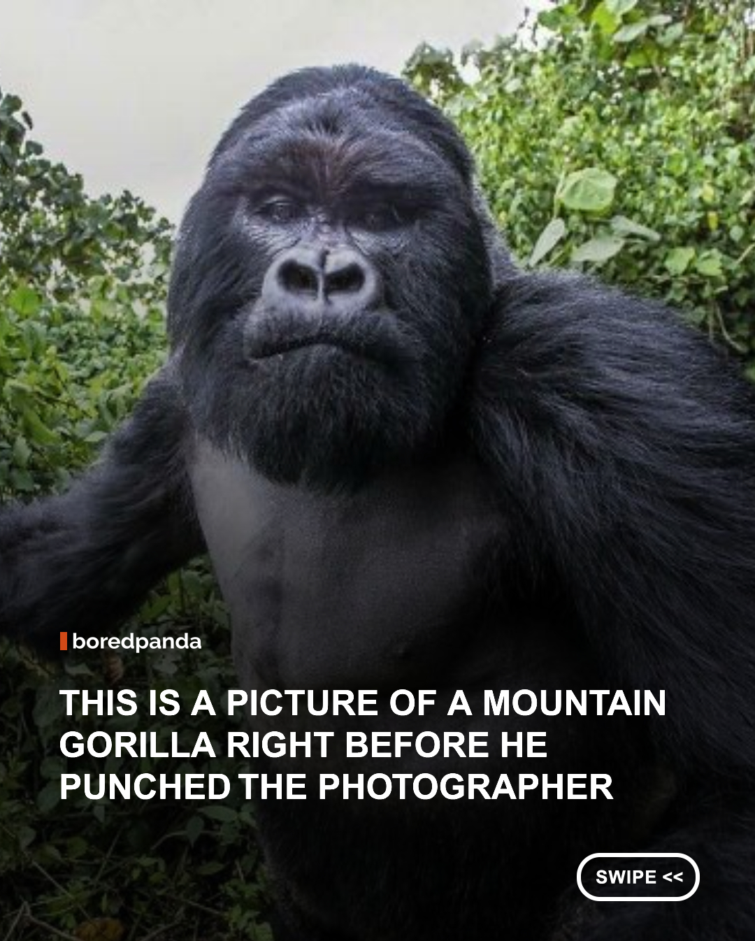 In 2015, wildlife photographer Christophe Courteau was documenting the Kwitonda gorilla group in Rwanda's Volcanoes National Park when the alpha male silverback, Akarevuro, suddenly charged and punched him. Courteau managed to snap one final frame right as the gorilla connected. #animals #gorilla 