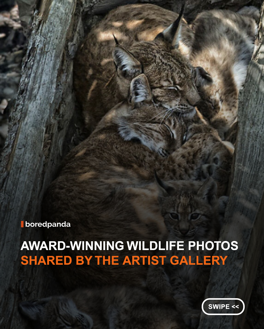 Wildlife photography gives us a glimpse into a world that often unfolds beyond human sight. From split-second encounters and dramatic displays of survival to expressive portraits and fascinating animal behavior, these images reveal the beauty, power, and remarkable diversity of life in the wild.