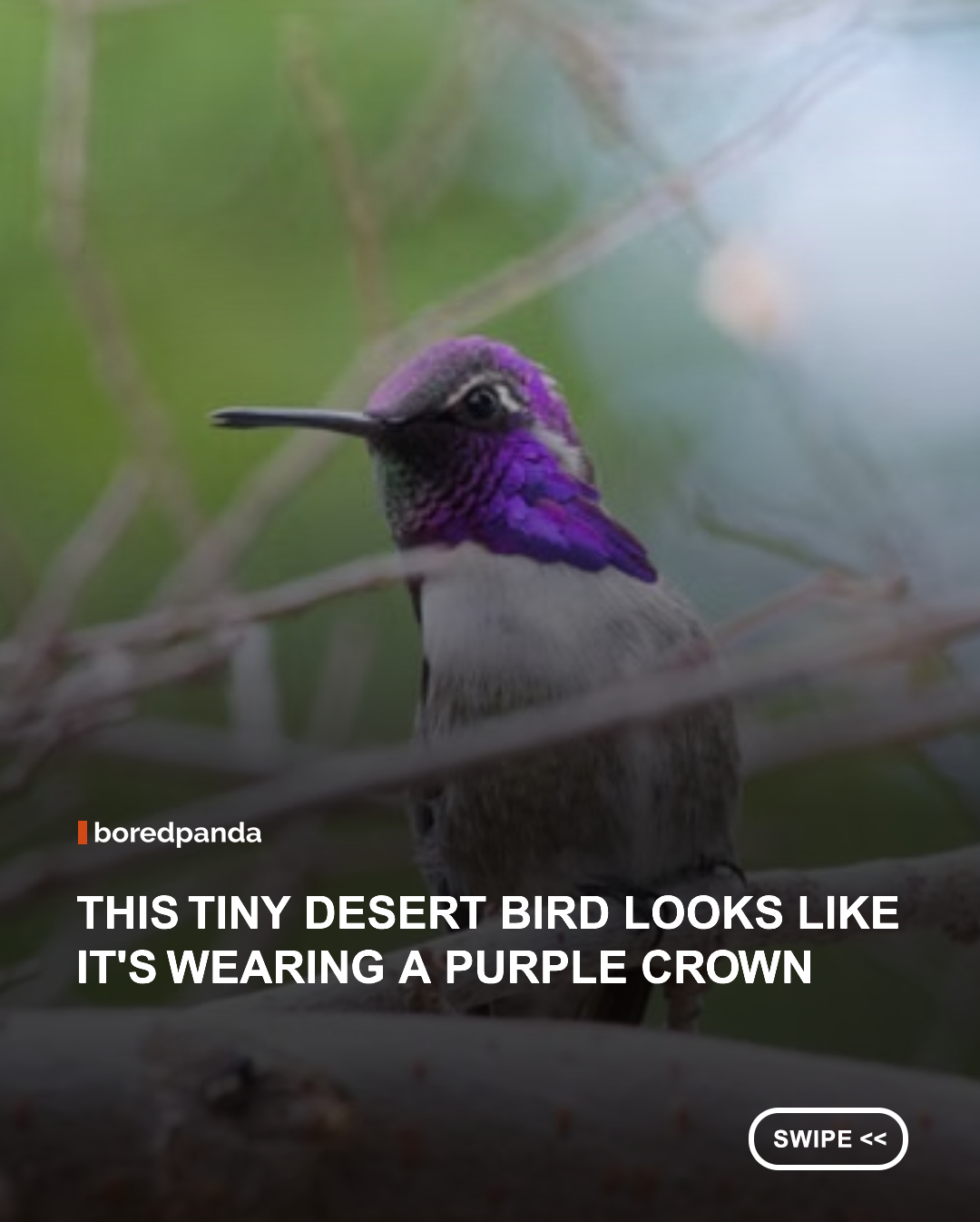 The Costa's hummingbird may be small, but its shimmering purple feathers make it impossible to miss. Native to the deserts of the southwestern U.S. and Mexico, this tiny bird dazzles with spectacular courtship displays and lightning-fast flights. 🌵✨ #birds #hummingbirds