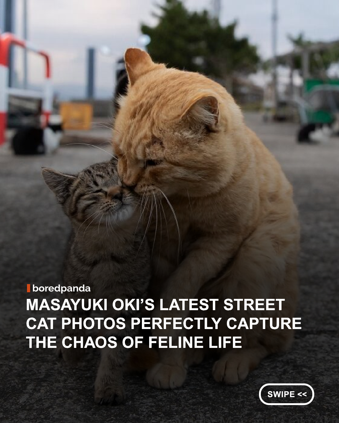 
If you've ever wandered through the streets of Japan, you've probably noticed that cats seem to be everywhere, lounging in quiet alleys, greeting shop owners, or curiously watching passersby. For photographer Masayuki Oki, these everyday encounters have become the focus of years of work documenting Japan's street cats.