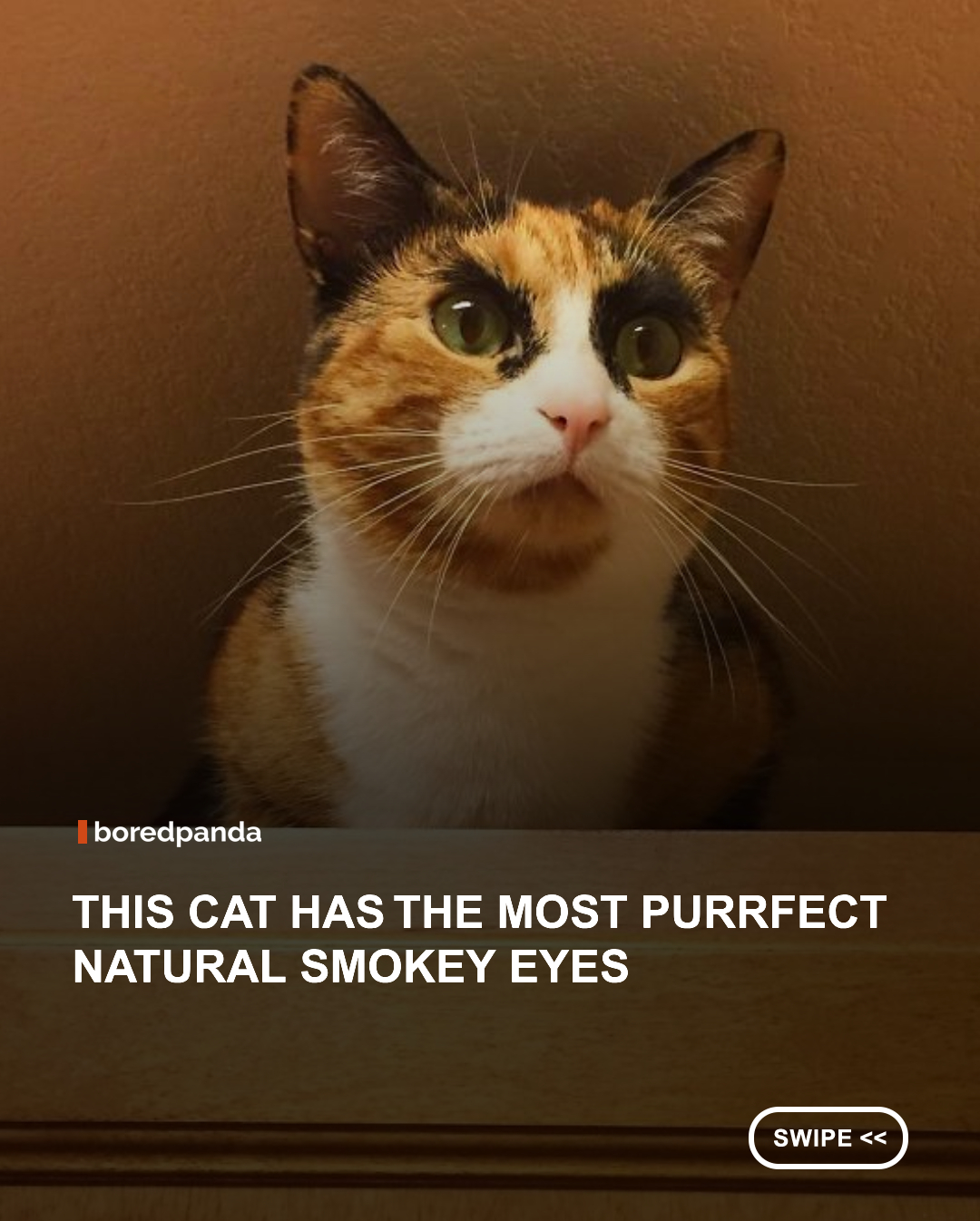 Lilly was found on the streets of New Jersey and was adopted at 4 months old. Because of her unusual eyebrows some people think she looks like Cara Delevingne or Eugene Levy.