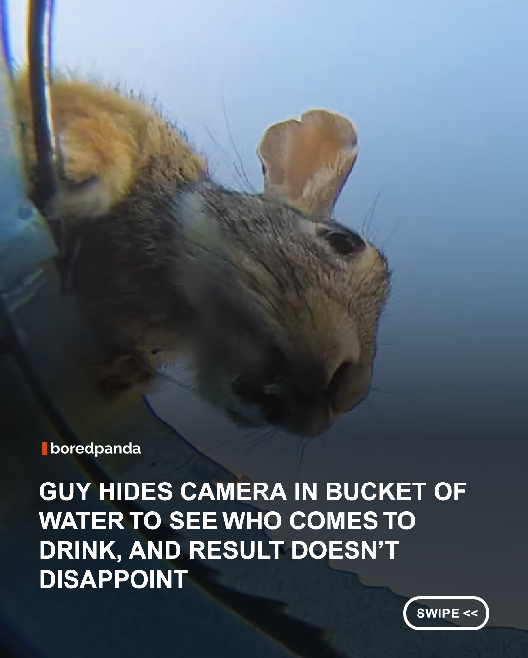 By placing a camera inside a water bucket, researchers captured stunning close-up portraits of thirsty wildlife as they stopped by for a drink. From curious foxes and graceful birds to unexpected visitors, the project offers a rare glimpse into the lives and personalities of animals in the wild. 📸💧