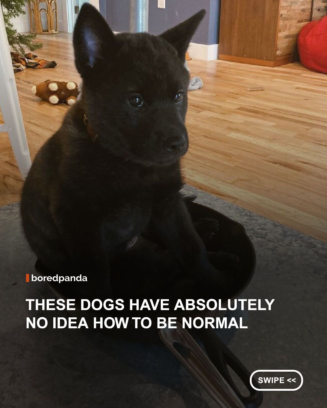 The endless lockdowns, restrictions, and constantly-changing regulations are putting all of us on edge. And it’s not just us, human beings, who are going a bit… derpy. Our four-legged canine companions, our bestest boys and girls, are joining in and acting weird in the most adorable and hilarious ways.