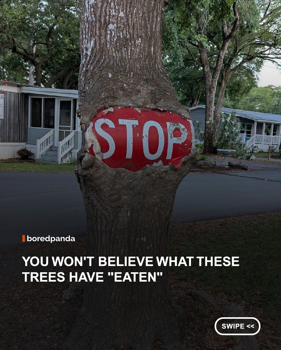Given enough time, nature has a remarkable way of reclaiming what was once ours.

From bicycles and fences to signs and statues, these resilient trees have slowly grown around everyday objects, creating fascinating scenes that blur the line between nature and human-made structures. It's a powerful reminder that, in the end, nature always finds a way. 🌿