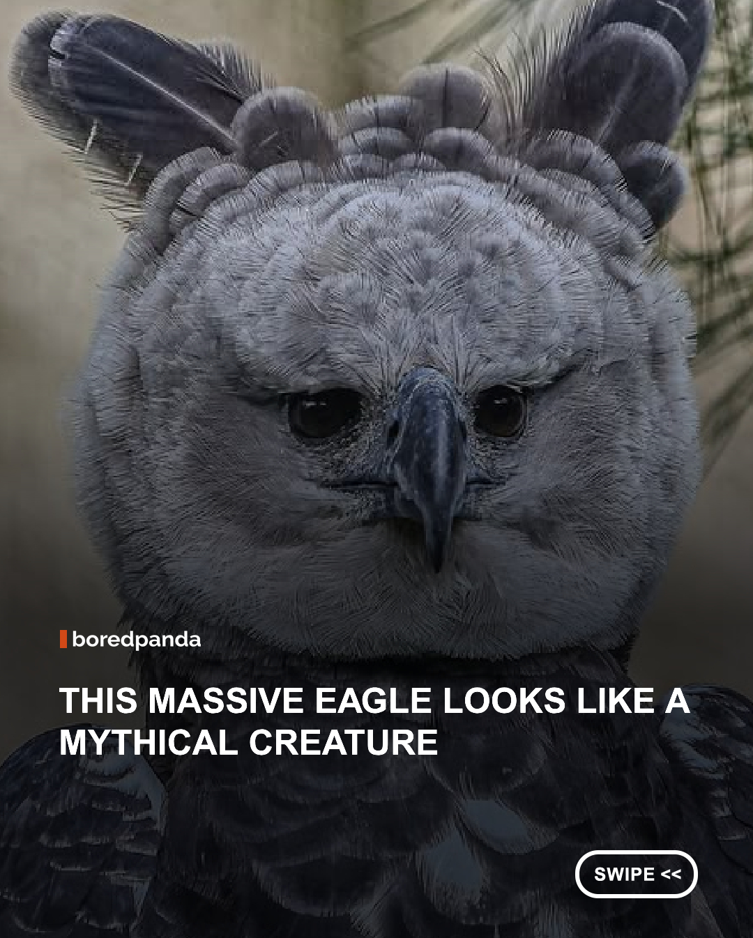 The harpy eagle is one of the largest and most powerful birds of prey on Earth. Found in the tropical rainforests of Central and South America, this majestic raptor has enormous talons that can grow larger than a grizzly bear's claws, allowing it to hunt monkeys, sloths, and other tree-dwelling animals with remarkable precision. With a wingspan of up to 2 meters (6.5 feet) and its distinctive feathered crest, the harpy eagle is a true icon of the rainforest and one of nature's most awe-inspiring predators. 🌿