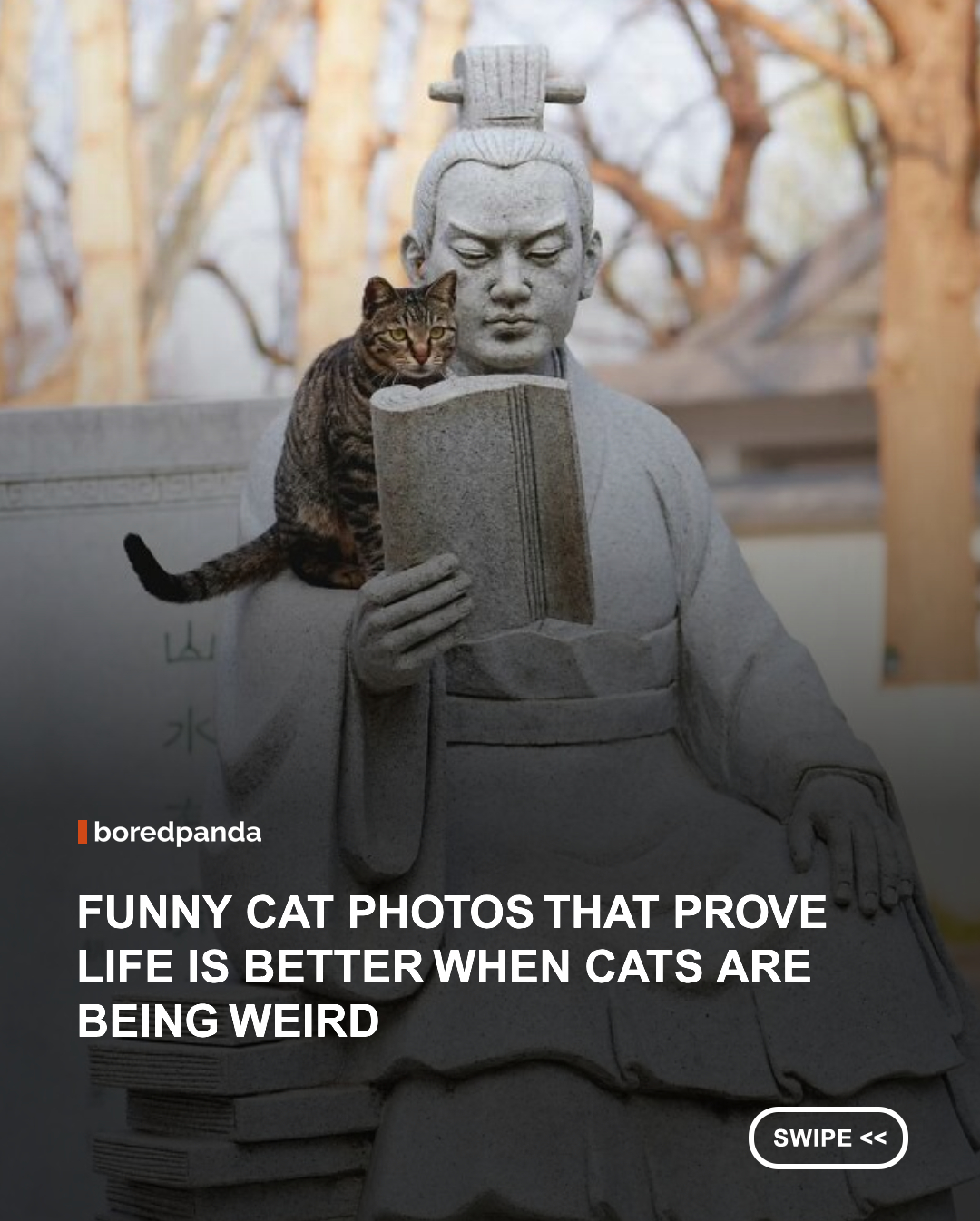 Some experiences are universal, and it turns out that all it takes is sharing your life with a furry, meowing friend to realize just how special these little creatures are. And yes, by "special," I also mean weird, quirky, and downright hilarious. That's why we've selected the funniest cat memes that perfectly show their odd little nature.