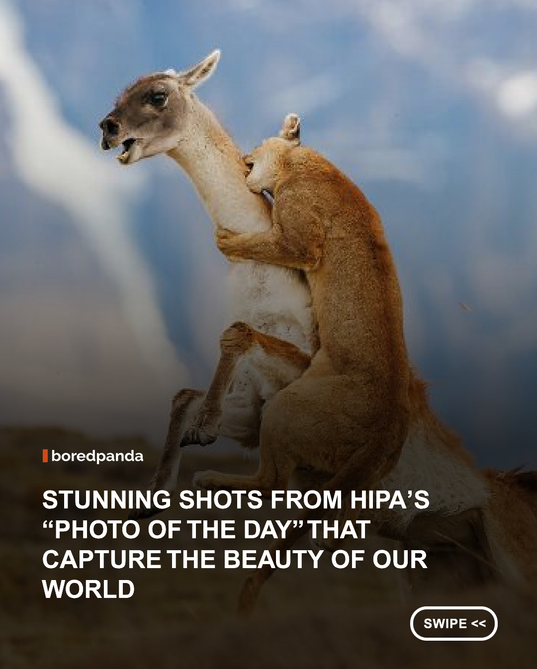From breathtaking landscapes and remarkable wildlife encounters to powerful human moments, these extraordinary photographs capture the beauty, emotion, and diversity of our world. Each image tells a unique story, reminding us that sometimes all it takes is perfect timing and a creative eye to create something unforgettable. 



#photography #art #wildlife #emotions