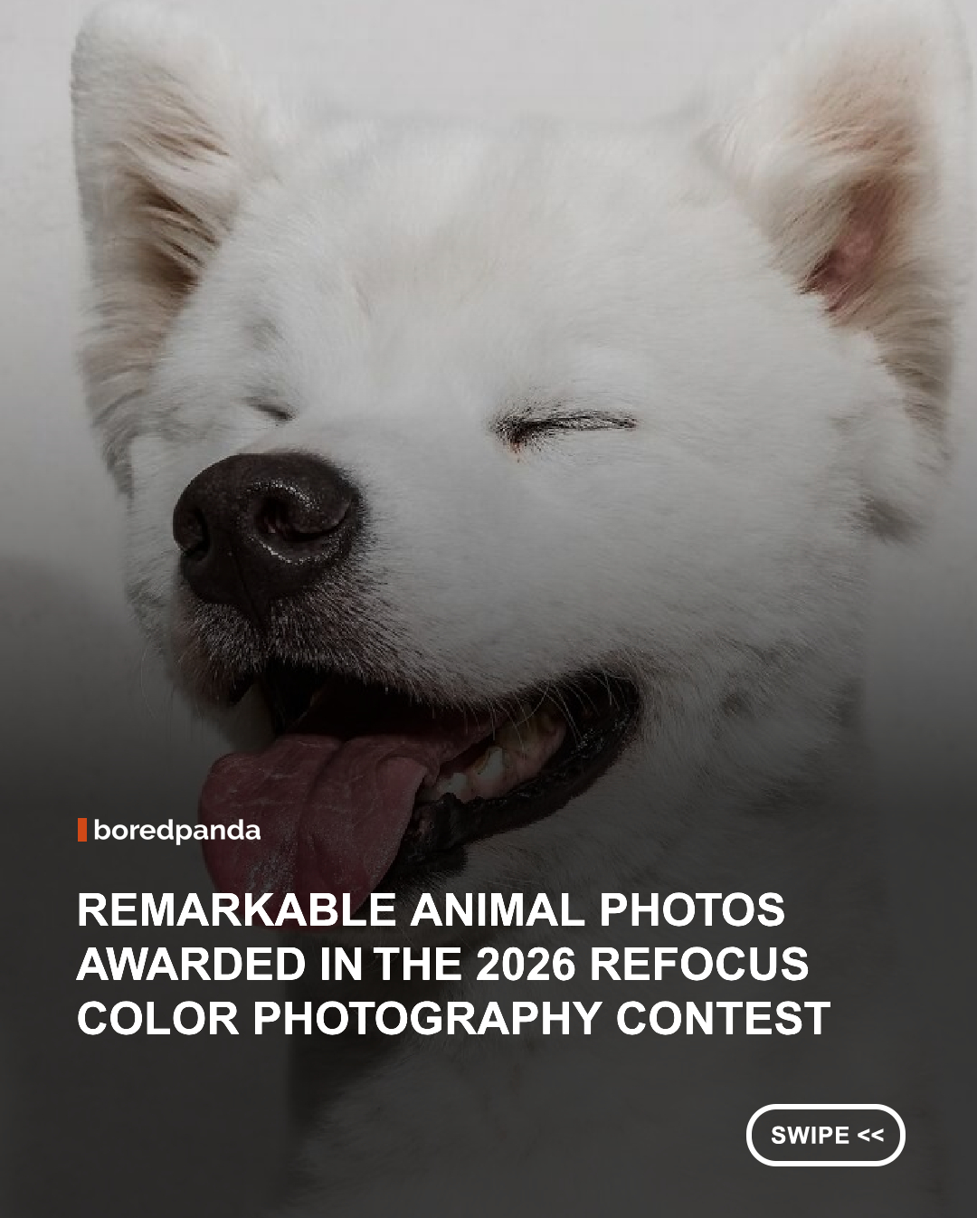 Color has the power to transform a photograph, adding emotion, atmosphere, and depth to a single moment. The 2026 reFocus Color Photography Contest once again brought together photographers from around the world, showcasing remarkable images across a wide range of categories. #photography #reFocusColorPhotography #animals