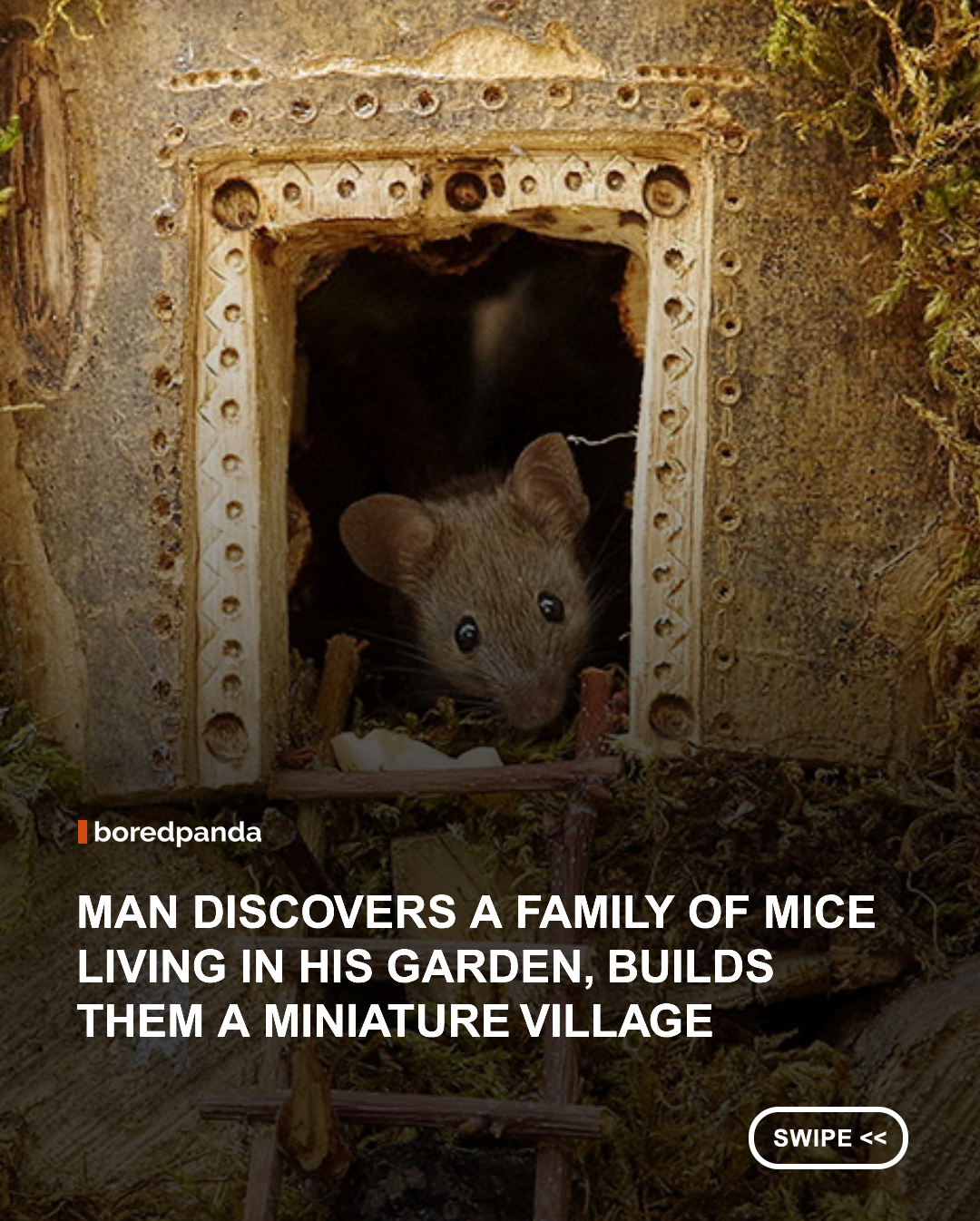 Recently, wildlife photography aficionado Simon Dell stumbled upon the family of a cute mouse running around his garden. Instead of reaching for the traps, however, he took out his tools. Dell built the mice a miniature village, and they repaid him by posing for adorable animal photography shots.

