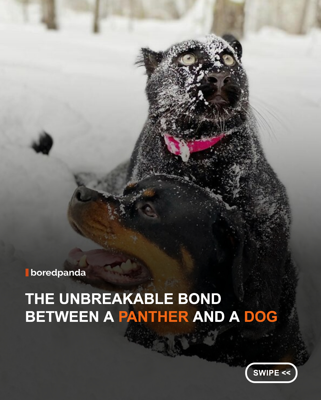 After being abandoned as a cub, Luna the panther was rescued and given a second chance at life. Along the way, she formed an extraordinary bond with a dog named Venza, creating a heartwarming friendship that captured the attention of animal lovers around the world. Their story is a beautiful reminder that trust, care, and companionship can flourish in the most unexpected ways. ❤️ #luna #cub #animals