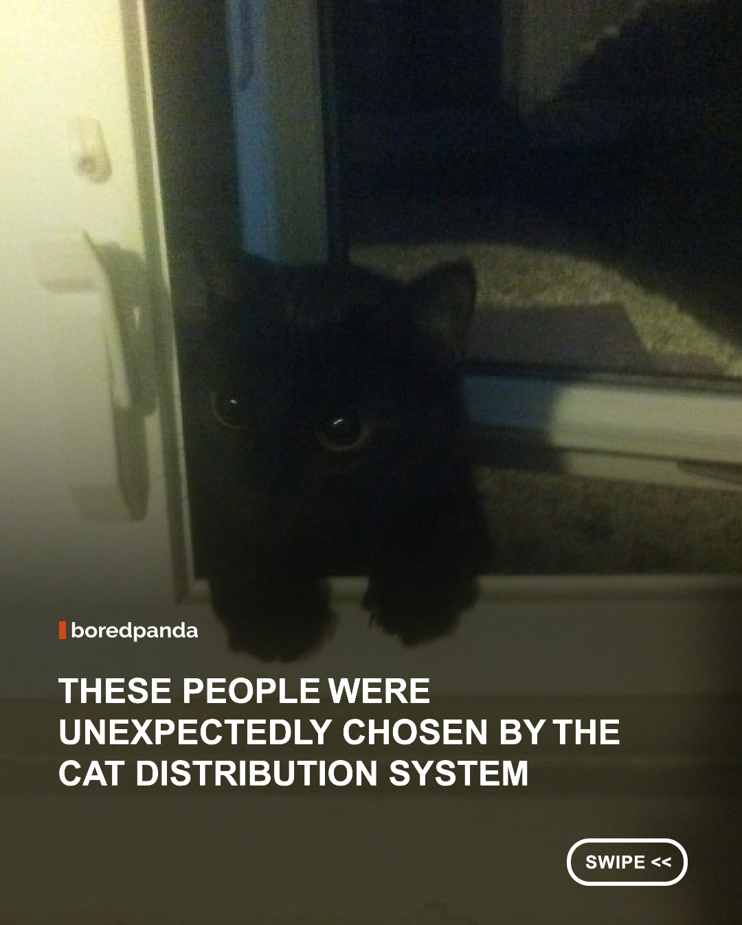 Cat lovers know the joke all too well: you don't choose a cat... the Cat Distribution System chooses you. Whether it's a stray showing up on the doorstep, a mysterious feline refusing to leave, or an unexpected visitor making itself at home, these heartwarming stories prove that sometimes the best pets are the ones that find you first. 💛