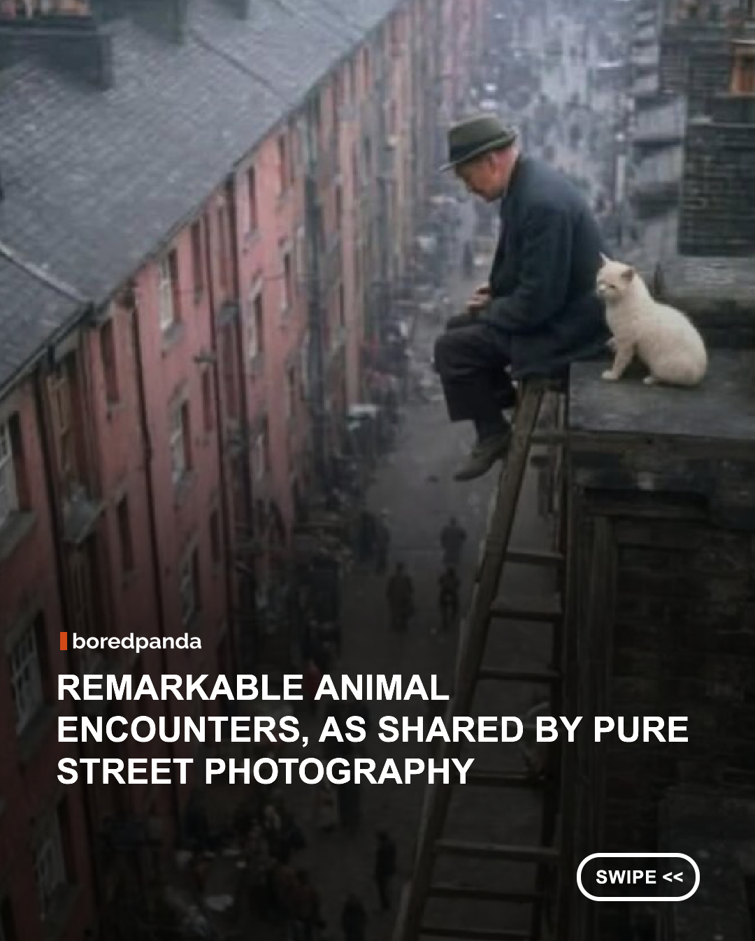 Street photography is usually associated with crowded sidewalks, fleeting encounters, and the unpredictable theater of human life. But people aren't always the most compelling characters in the frame. Animals move through these same spaces on their own terms, and their unexpected presence can subtly shift the mood, composition, or meaning of a photograph.