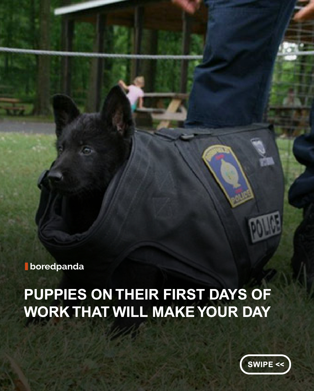 Every skilled service dog starts as an eager little puppy. These adorable recruits are taking their first steps toward a future of helping people with disabilities, learning essential skills through patience, training, and lots of positive reinforcement. Their first days on the job are filled with curiosity, wagging tails, and the promise of becoming everyday heroes. 🦮💛