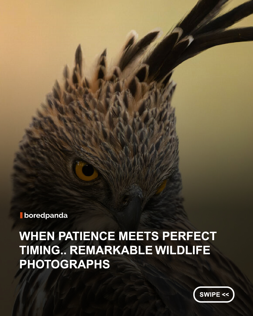 Wildlife photography can do more than document an animal in its natural habitat; at its strongest, it can shape how people understand and care about species they may never encounter themselves. That connection sits at the center of Kristi Odom’s work. An award-winning wildlife photographer, filmmaker, public speaker, and Nikon Ambassador, Odom approaches the camera as a storytelling tool, creating images that emphasize animals  ’ behavior, individuality, and relationship with the environments they depend on.