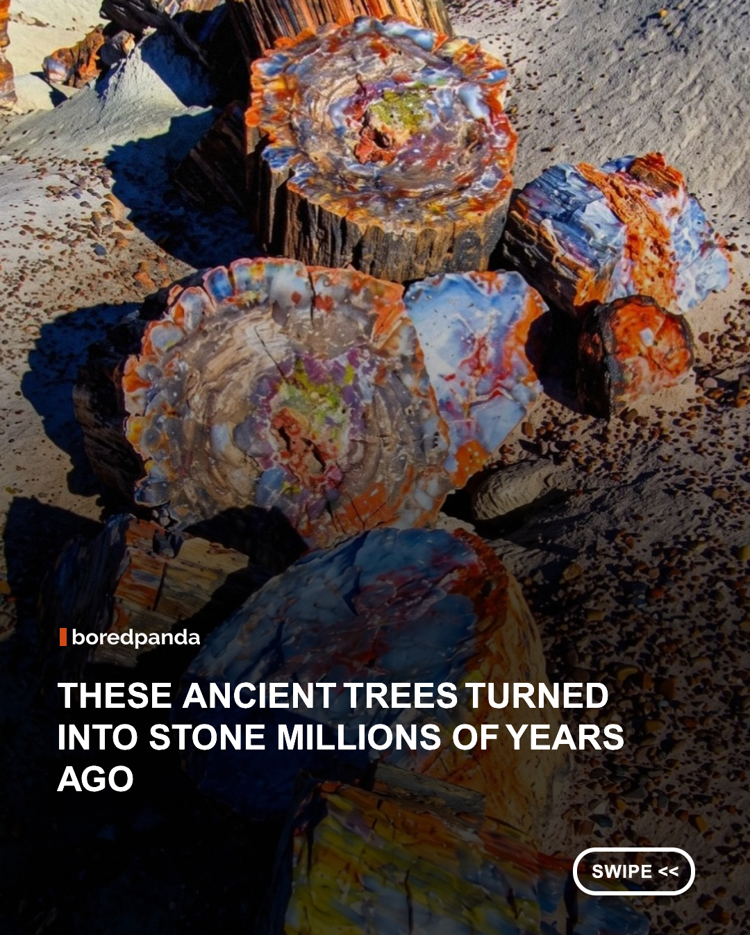 Long before humans existed, a vast forest covered parts of what is now Arizona. When fallen trees were buried beneath layers of sediment and volcanic ash, mineral-rich groundwater gradually replaced the wood with quartz, preserving every ring, crack, and texture in astonishing detail instead of allowing the trees to decay.

Today, those ancient trees remain as brilliantly colored petrified logs that look like wood but are actually solid stone. Preserved for millions of years, this remarkable landscape offers a rare glimpse into Earth's prehistoric past and is home to one of the world's best-preserved petrified forests, where nature transformed an entire ecosystem into a breathtaking geological masterpiece. 🌈 #Nature #funfacts #arizona